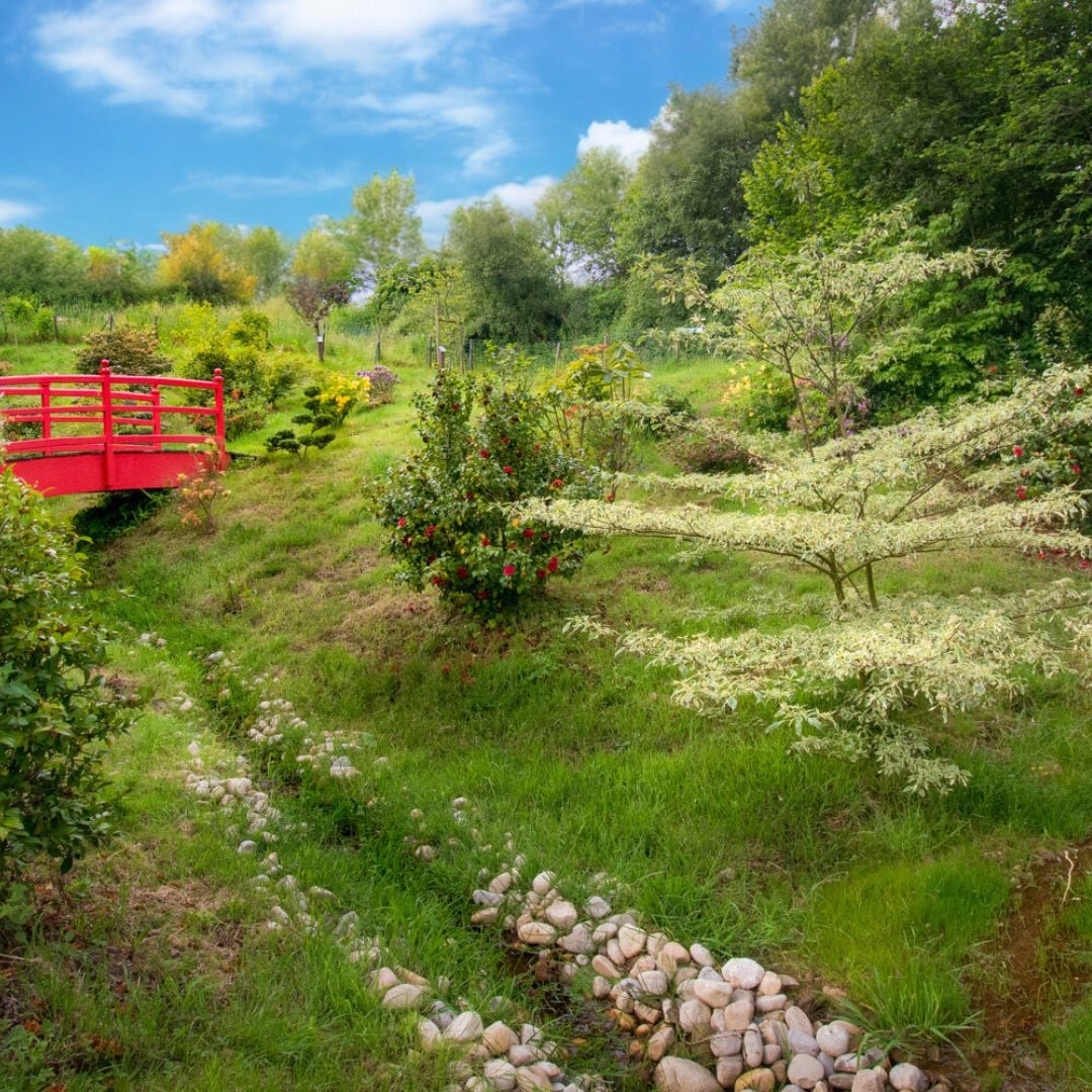 Un élégant pont rouge en bois traverse un petit ruisseau entouré de galets dans un jardin luxuriant. Les arbustes fleuris et la verdure forment un cadre paisible, accentué par un ciel bleu avec quelques nuages ​​blancs.