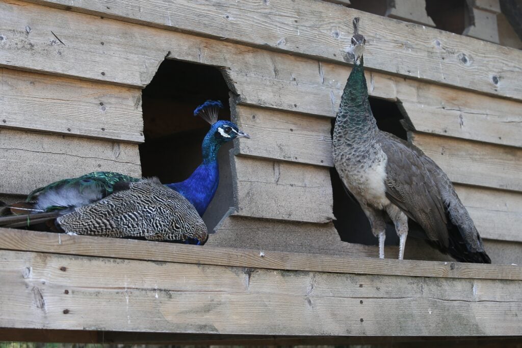 Deux paons majestueux perchés sur leurs nichoirs en bois, un bleu éclatant et un brun naturel, illustrant un espace sécurisé et naturel.