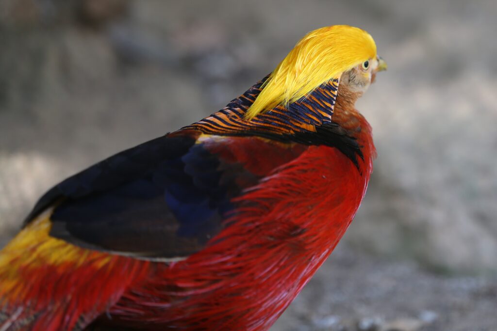 Un faisan doré spectaculaire arborant une crête jaune vive, un plumage rouge intense et des nuances bleues et noires, véritable œuvre d'art de la nature.