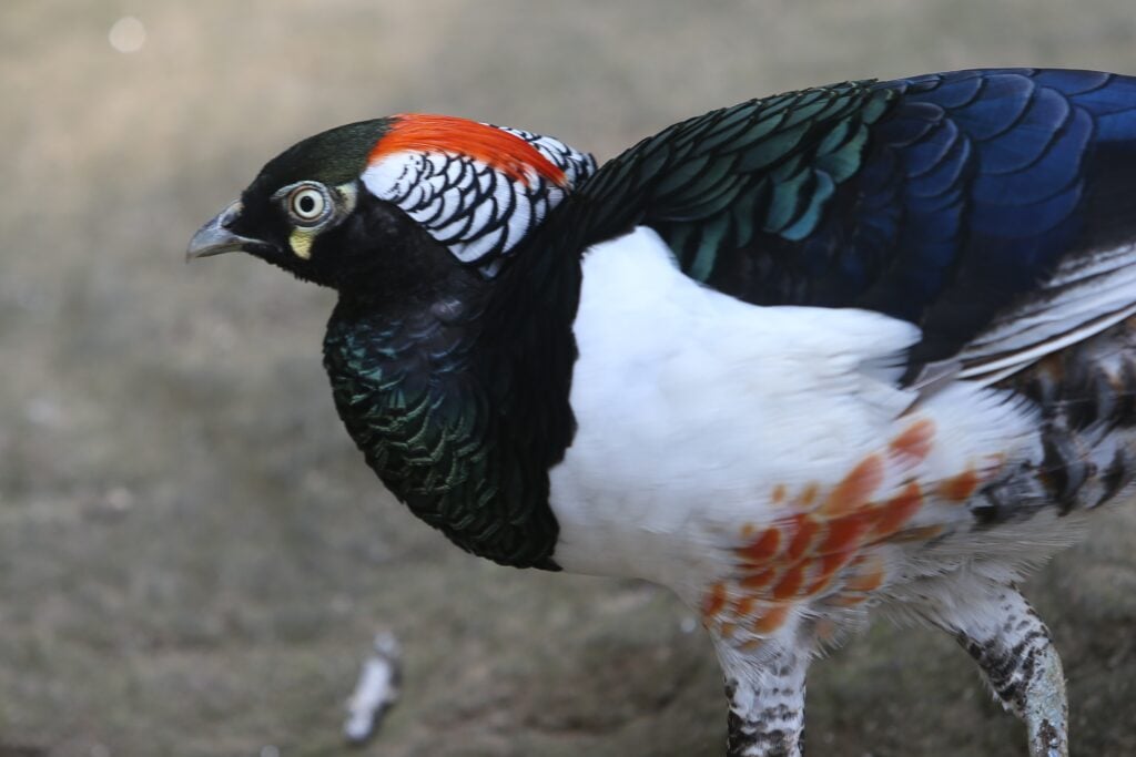 Un faisan de Lady Amherst au plumage vibrant, combinant des écailles blanches et noires, des nuances vertes et bleues, et une touche d'orange vif, capturé dans toute sa splendeur.
