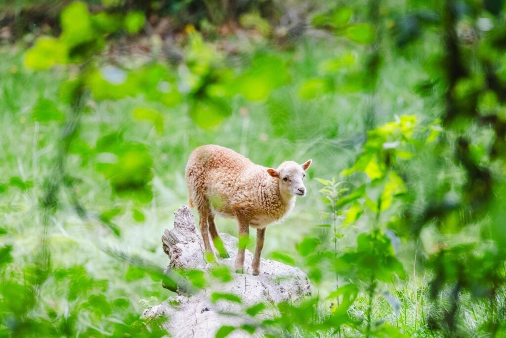 Un jeune mouton blanc d'Ouessant se tenant sur un tronc d'arbre, entouré d'une verdure luxuriante et floutée, dans un cadre naturel et apaisant.