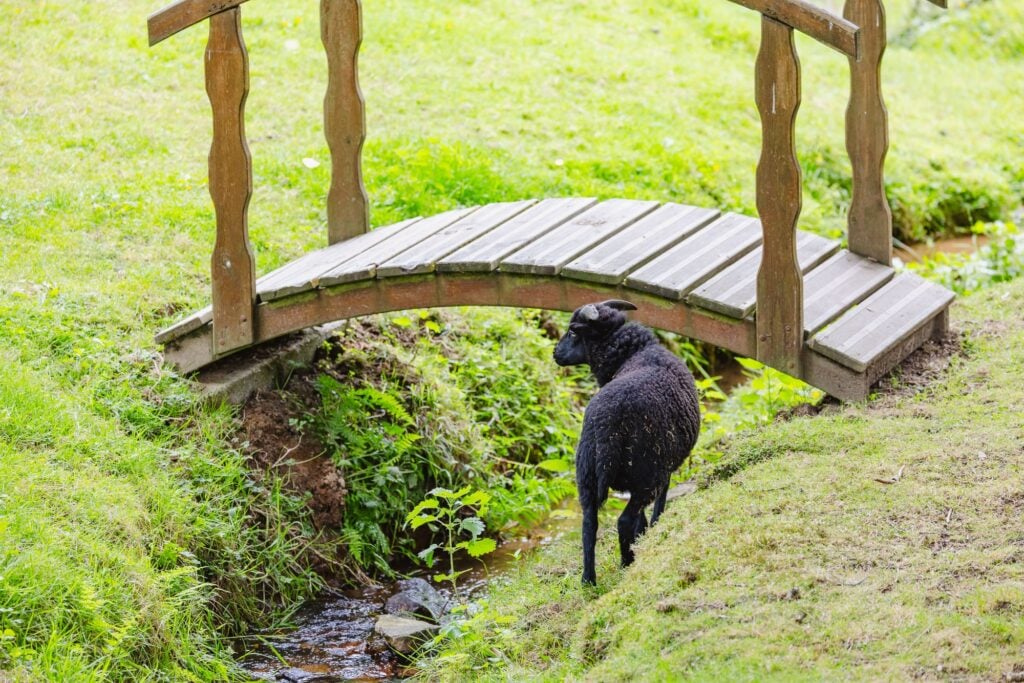 Un mouton noir près d'un ruisseau, observant un pont en bois pittoresque dans un environnement bucolique et verdoyant.
