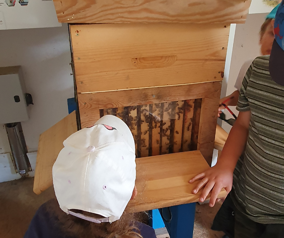 Des enfants observant la vie des abeilles à travers une ruche sécurisée en bois et en verre, dans un environnement éducatif et pédagogique.