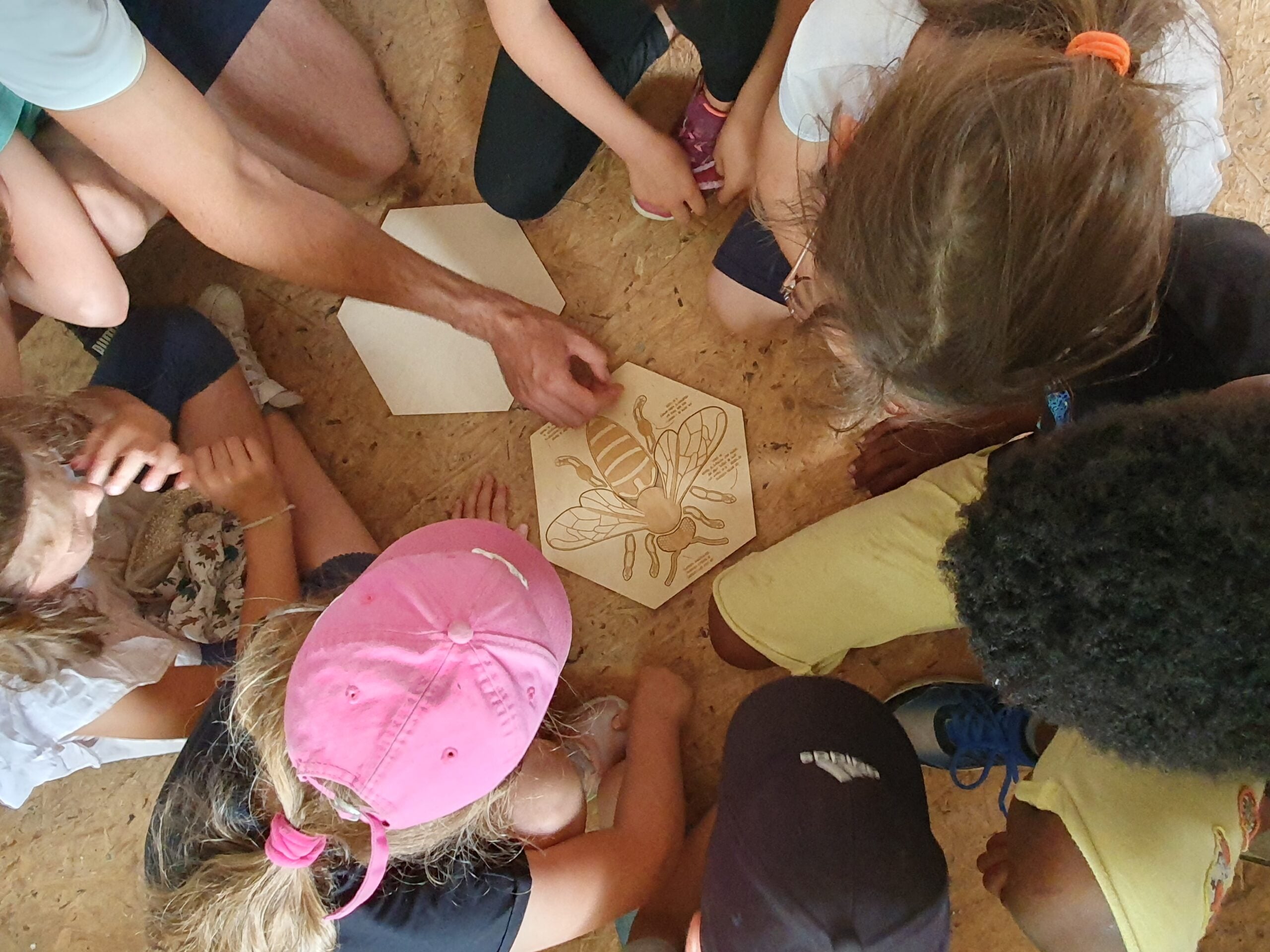 Un groupe d'enfants rassemblés autour d'un adulte, observant un schéma en bois détaillant les parties du corps d'une abeille, dans un atelier pédagogique et participatif.