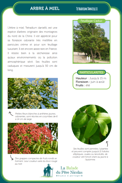 Fiche pédagogique présentant l'Arbre à miel (Tetradium daniellii), avec des photos, des descriptions botaniques, et des particularités comme la floraison mellifère et les caractéristiques de ses feuilles et fruits. Disponible dans le parc devant chaque espèce.